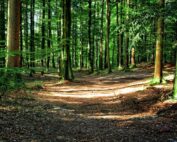 Wer ist im Wald wofür zuständig - Jagdfakten.at informiert