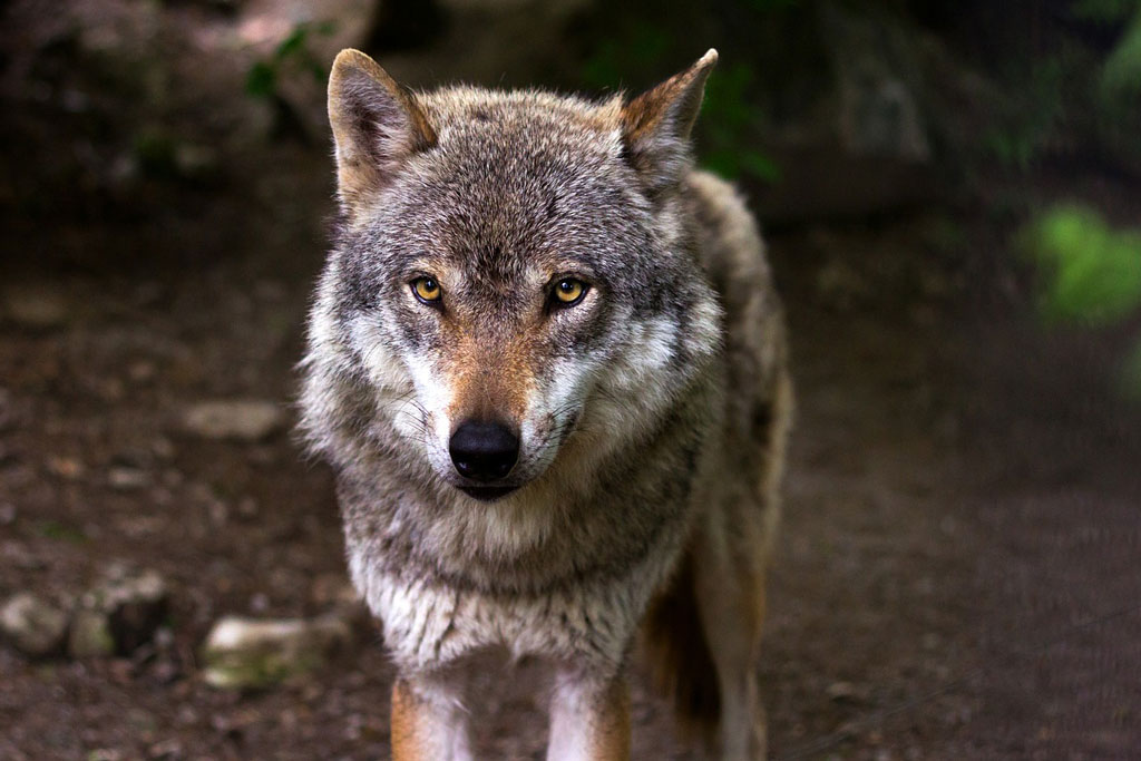 Was kann das Jagdhorn - im Gespräch mit Hormeister Konrad