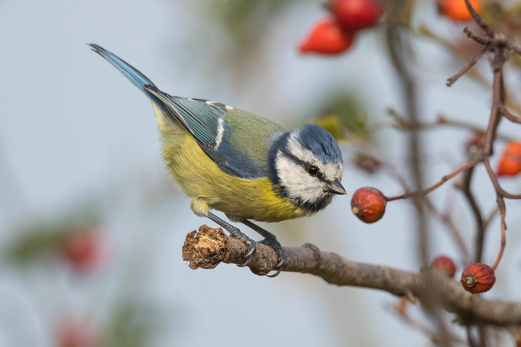 Blaumeise, heimische Vögel im Lebensraum Wald - Jagdfakten.at informiert