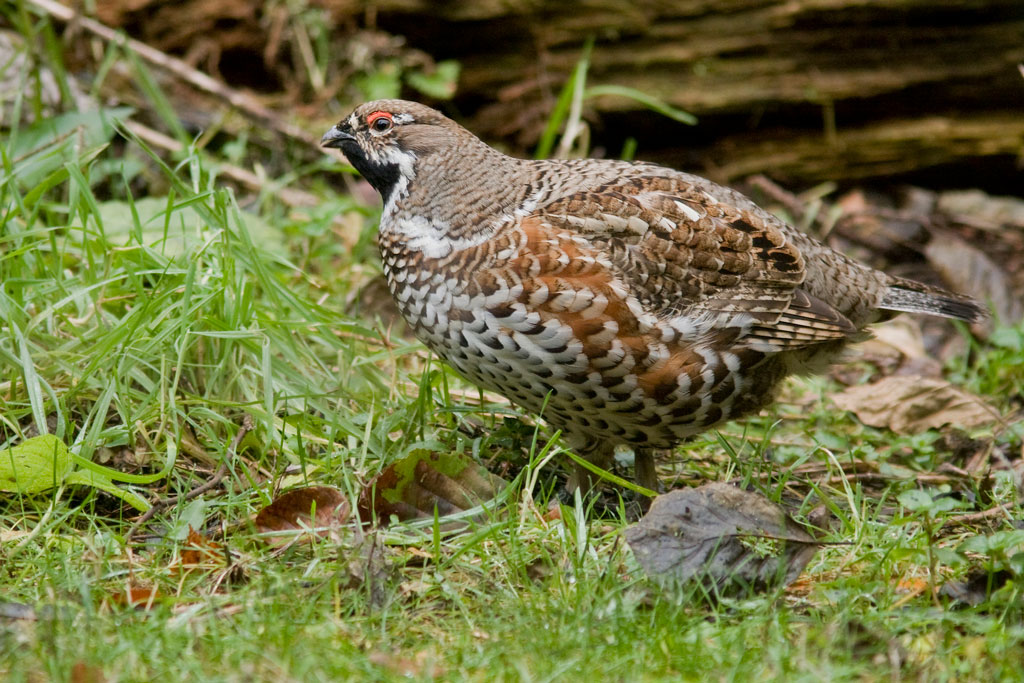Haselhuhn-©-Birdlife-Michael-Dvorak Haselhuhn, heimische Vögel - Jagdfakten.at informiert