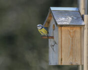 Nistkästen als Hilfe für Vögel in Wohnungsnot: Jagdfakten.at informiert