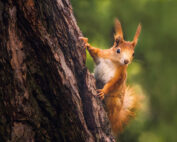 Welche Spuren hinterlässt das Eichhörnchen - Jagdfakten.at informiert