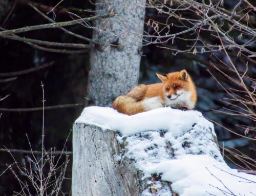 Es kracht: Wildtiere & Feuerwerk mögen sich nicht