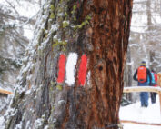 Markierungen im Wald - was bedeuten sie? Jagdfakten.at informiert