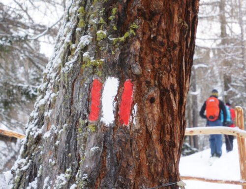 Markierungen im Wald: Was bedeuten sie?