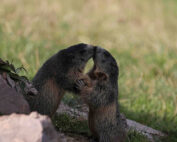 Murmeltiere: Wie treu sind unsere Wildtiere? Jagdfakten.at informiert