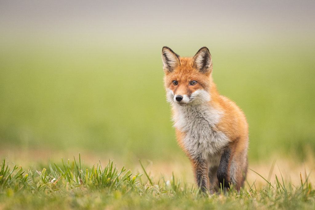 Welche Spuren hinterlässt der Fuchs - Jagdfakten.at informiert