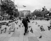 Tauben: Sind Tiere in der Stadt automatisch Schädlinge? Jagdfakten.at informiert