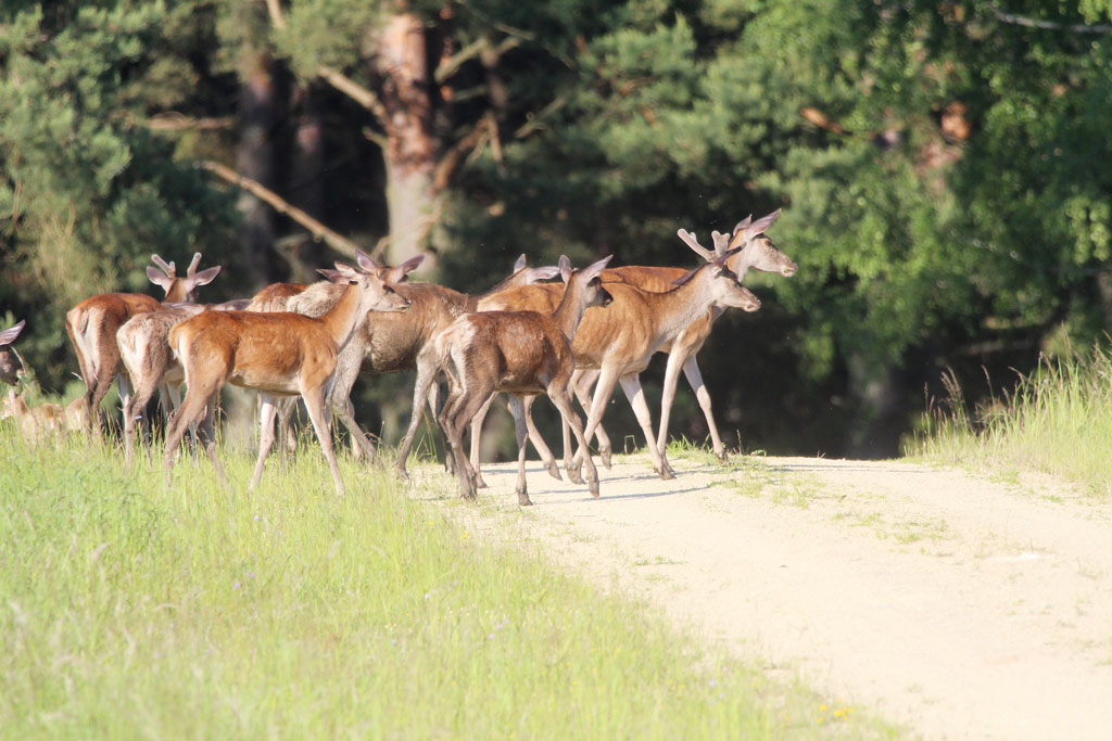 Wild in Allentsteig am Truppenuebungsplatz: Jagdfakten.at informiert