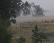 Hirsche, Allentsteig Wildbret - warum Jagd auf den Truppenuebungsplatz eine wichtige Rolle spielt - Jagdfakten.at informiert