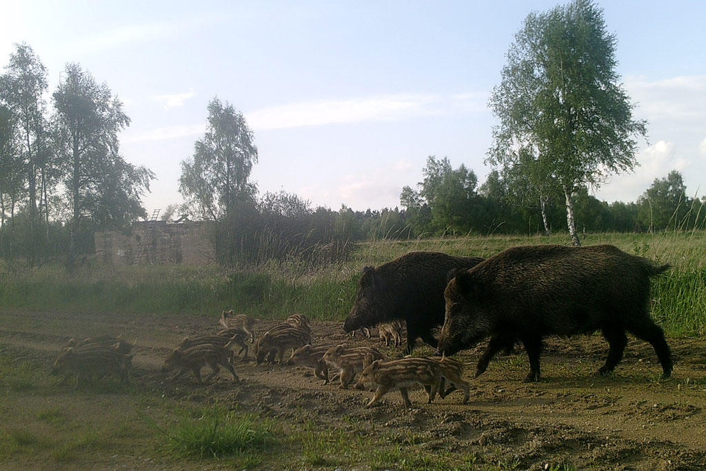 Wildschweine am Truppenuebungsplatz Allentsteig: Jagdfakten.at informiert