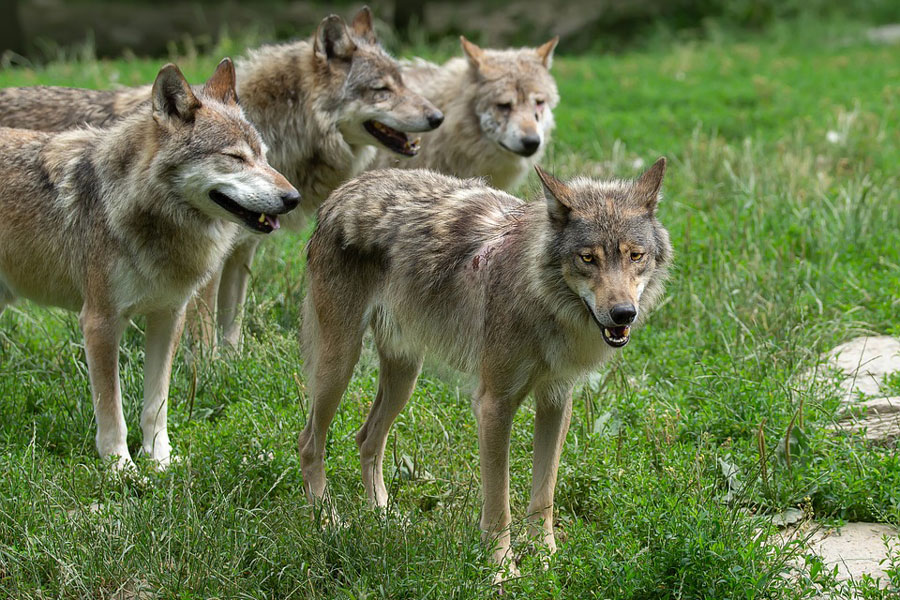 Wölfe: Wie treu sind unsere Wildtiere? Jagdfakten.at informiert