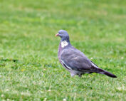 Ringeltaube - Jagdfakten.at informiert