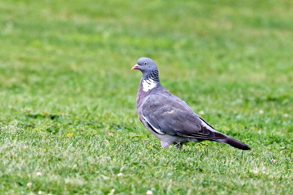 Ringeltaube - Jagdfakten.at informiert