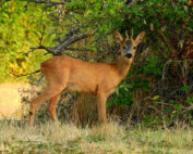 Der Maibock: Frühlingsbote aus dem Wald - Jagdfakten.at informiert