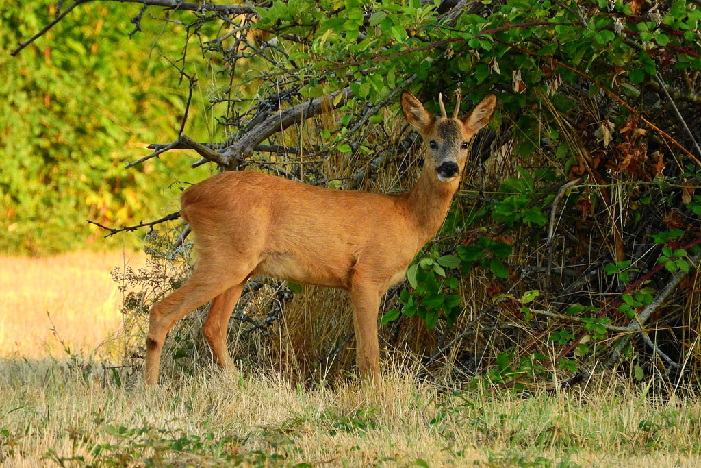 Der Maibock: Frühlingsbote aus dem Wald - Jagdfakten.at informiert