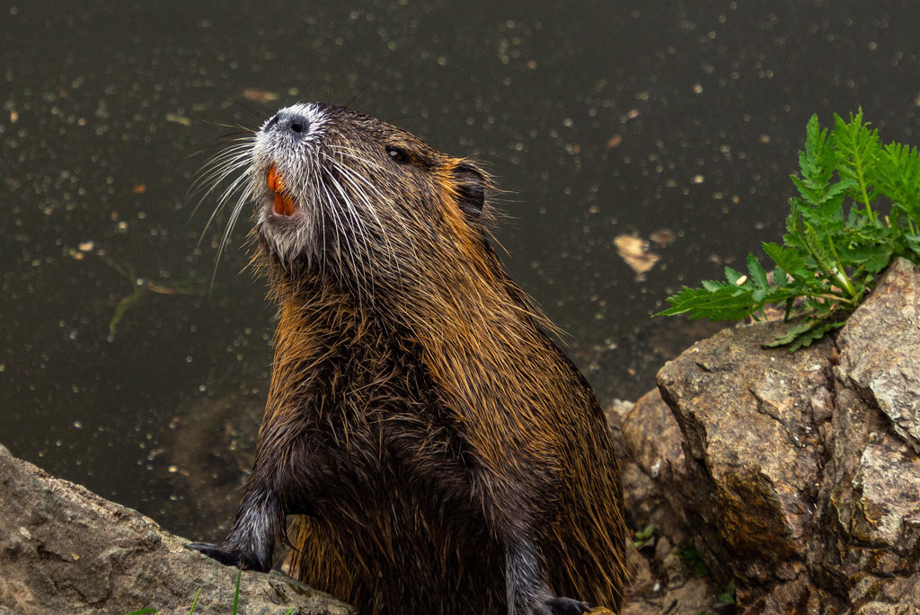 Nutria: Wildtiere zum Verwechseln - Jagdfakten.at informiert