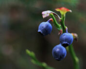 Heidelbeere: Beeren im Wald - Jagdfakten.at informiert