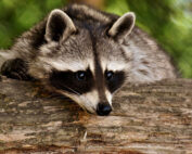 Waschbär - Jagdfakten.at informiert