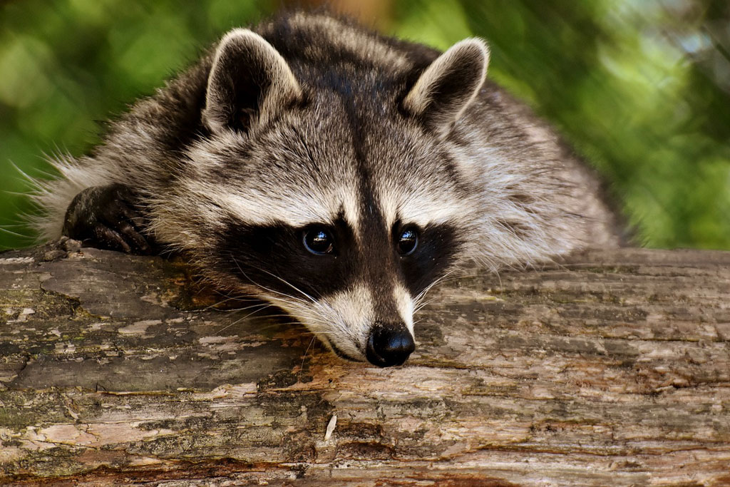 Waschbär - Jagdfakten.at informiert