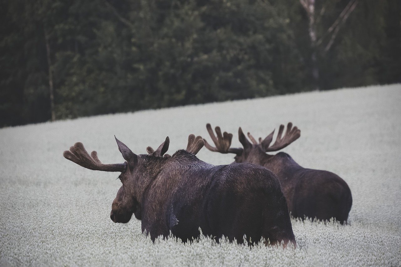 Elch (c) Pixabay Elch - ein kurzer Steckbrief zum Elchwild: Jagdfakten.at informiert