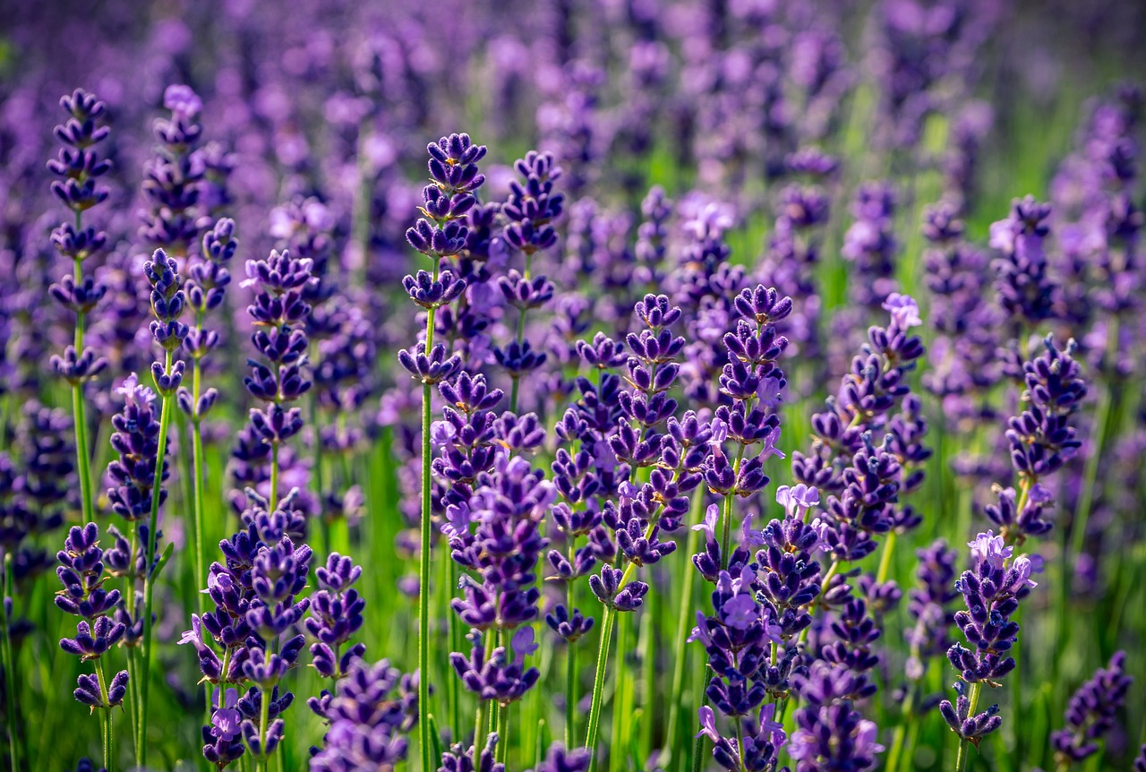 Lavendel - Jagdfakten.at informiert