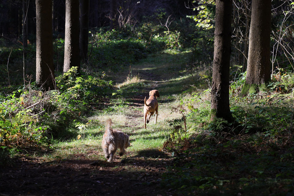 Mit dem Hund in der Natur (by) Johanna Egger Mit dem Hund in der Natur - Jagdfakten.at informiert, worauf Sie achten sollten