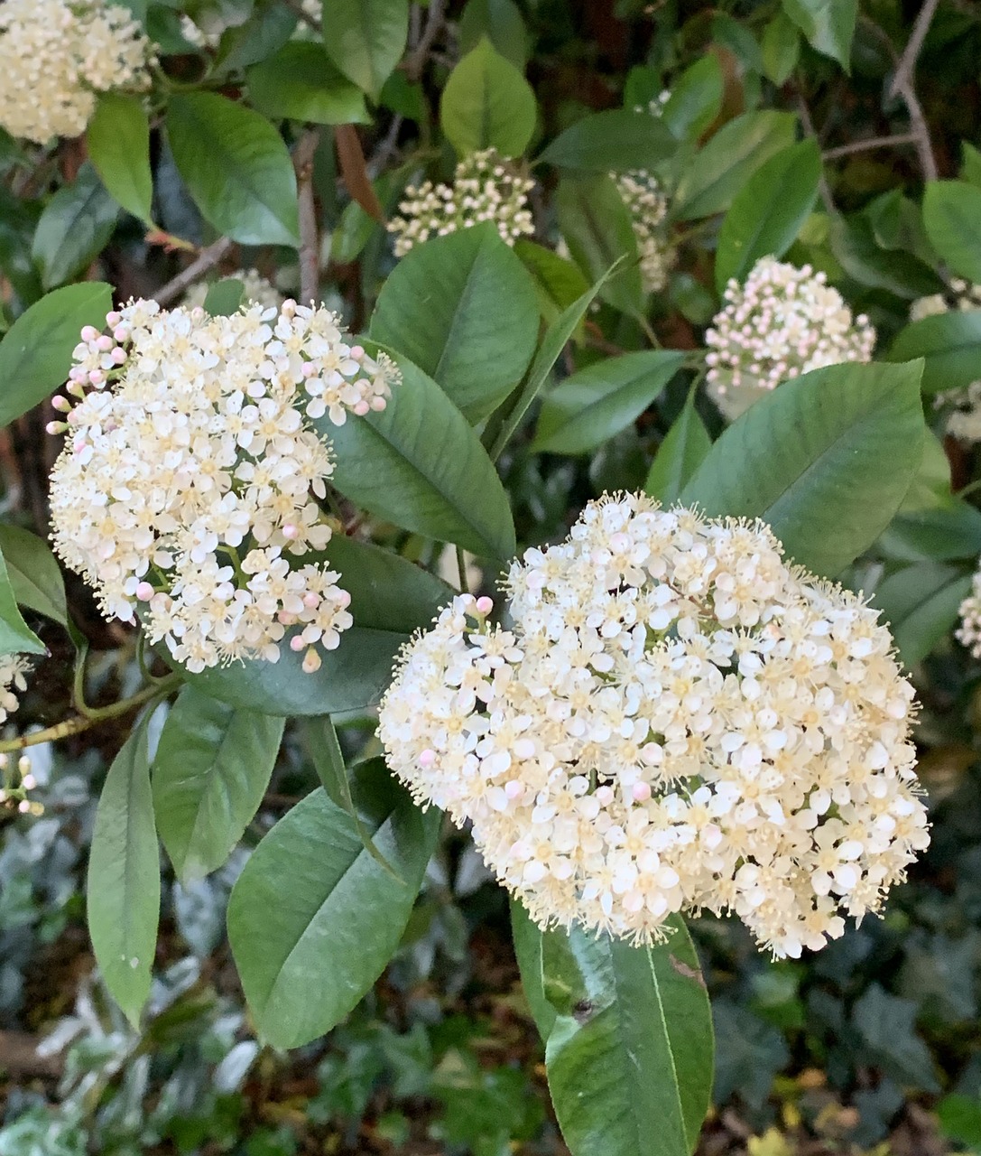 Photinia, Pflanzen im Klimawandel - Jagdfakten.at informiert