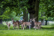 Damwild in öffentlicher Parkanlage - wo darf nicht gejagt werden: Jagdfakten.at informiert