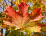 Herbstdeko direkt aus dem Wald - Jagdfakten.at informiert