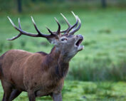 Hirsch bei Brunft, Jagdfakten.at informiert