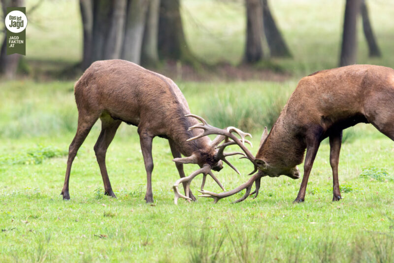 Warum Ist Das Geweih Eines Hirsches Braun www.jagdfakten.at