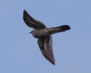 Kuckuck - ein kurzer Steckbrief: Jagdfakten.at informiert