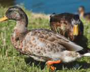 Stockente in der Mauser - Jagdfakten.at informiert
