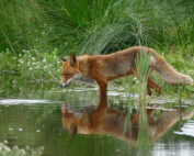 Wie viel Wasser trinkenFüchse? Jagdfakten.at informiert