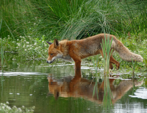 Wie viel Wasser trinken Wildtiere?