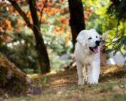 Giftköder - wie Sie Ihren Hund vor tödlichen Gefahren schützen: Jagdfakten.at informiert