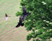 Wenn die Raben plagen - Jagdfakten.at informiert