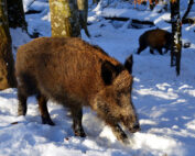 Wildschwein im Klimawandel: Jagdfakten.at informiert über Erkenntnisse des Forschungsinstituts für Wildtierkunde und Ökologie (FIWI)