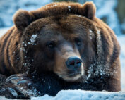 Winterspeck, wie der Braunbär überwintert: Jagdfakten.at informiert