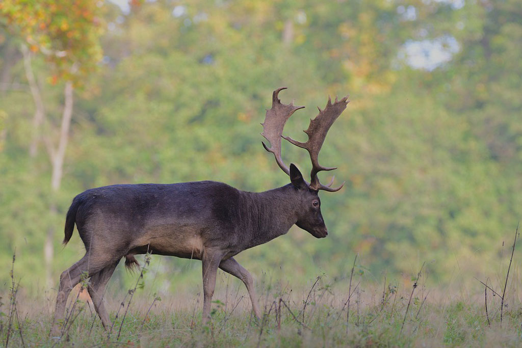 Black Friday - Farbvariationen in der Tierwelt: Jagdfakten.at informiert