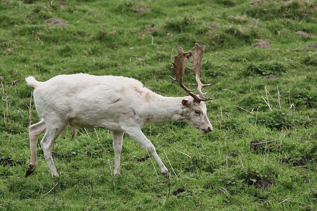 Farbvariationen bei Tieren: Jagdfakten.at informiert