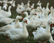 Gänse, Geflügel, Vogelgrippe - Jagdfakten.at informiert