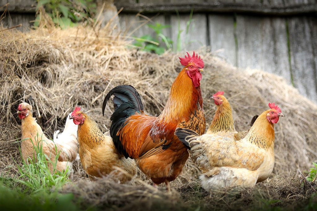 Hühner, Geflügel, Geflügelpest - Jagdfakten.at informiert