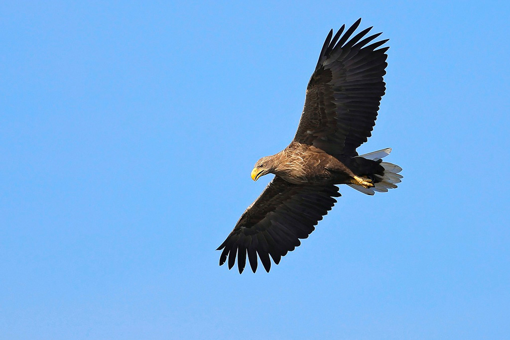 Greifvögel, Wildvögel und Vogelgrippe - Jagdfakten.at informiert