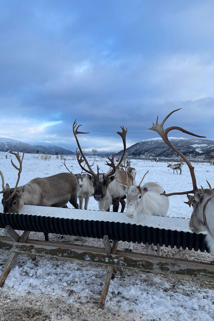 Rentiere - Jagdfakten.at informiert