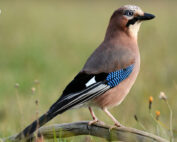 Eichelhäher - Jagdfakten.at informiert