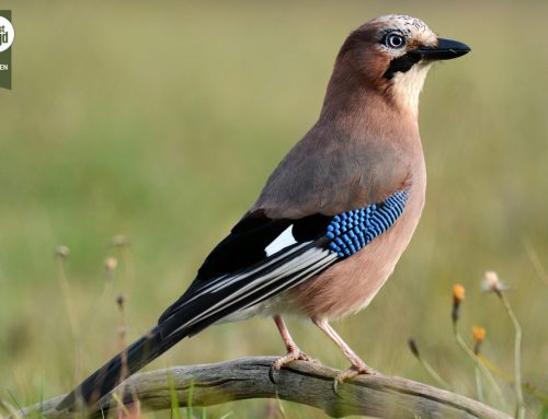 Federwild in Österreich