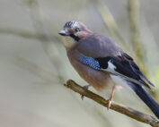 Eichelhäher - Jagdfakten.at informiert
