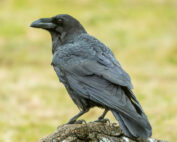 Kolkrabe, Jagdfakten.at informiert